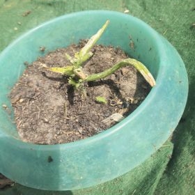 Schneckenfrass 2026-06-16 12.29.